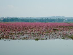 Thailand2009-OddsAndEnds-009